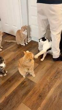 So much chaos🤣 Dinner time with the wonky family! #dinnertime #catseating #wobblycat