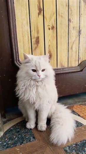 Cat 🐈 😺 Amazing Moments 😍 #cats #cat #catvideos #fyp #viral #trendingshorts #shorts #viral #fypviral