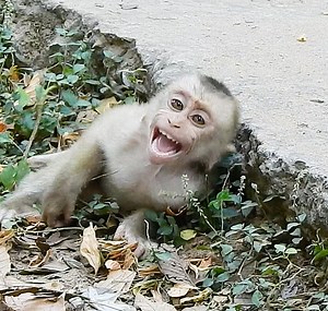 7.5K views · 713 reactions | My Goodness, Lonely Baby LEO Getting Even More Sad And Angry When Libby Picking and Drop Him, He Ran With Scre--aming, Pity Baby Monkey. | Story History | Facebook