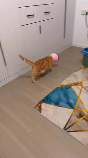 The cats wear a tapered collar 😂😂 #funny #cat #fails #funnyvideos #fy cj | Willie M. Montgomery