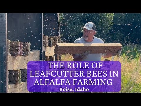 HOW FARMERS USE LEAFCUTTER BEES TO POLLINATE ALFALFA - Boise, Idaho