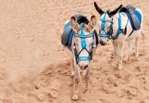 New welfare rules for Blackpool beach donkeys - Horse & Hound