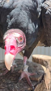 4.7K views · 52 reactions | Turkey Vultures (Cathartes aura) are known for their tendency to imprint on humans. They form these attachments through sight, sound, and smell. Cathy, an SREL Outreach Ambassador, has formed a strong connection with her handlers and can sometimes be quite inquisitive. #birds #vulture #wildlife | Savannah River Ecology Laboratory | Facebook