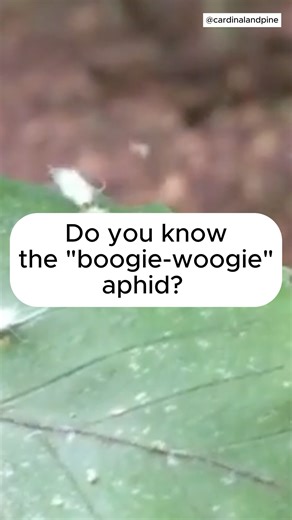 🎵 Do you know the "boogie-woogie" aphid? This weird little bug that calls NC home is known for its defensive "dance," where it thrashes its bottom back and forth to frighten predators. Its name is the Beech blight aphid, but you can understand how they picked up the nickname. They have a little sting to go with their dance too. The first thing you notice about them is the fluffy white filaments on its rear, which can make it look like a cotton ball walking on a leaf. According to the NC State E