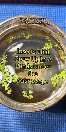 Insects Up Close: Cool Facts Under the Microscope
