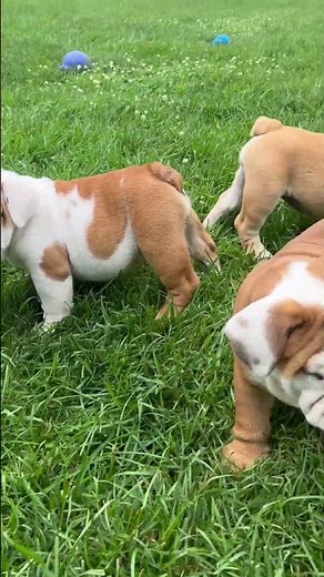 English Bulldog Puppies for Sale 🐶 | Available Now in Fenton, MI!