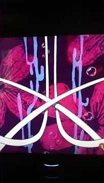 How to tie your shoe by spongebob