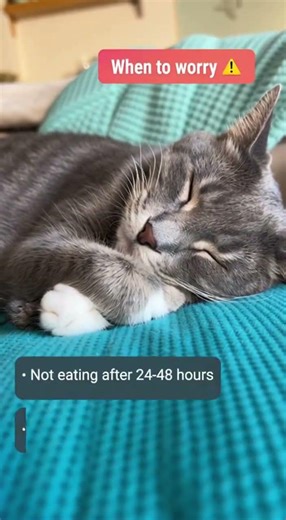 🦷 Your cat just had a tooth pulled? Here’s what to expect.