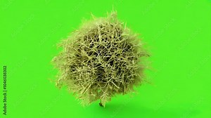 Watch tumbleweed rolling green screen delightful video transition featuring dry plant twirling ground classic stern flair enhanced alpha channel effects 4K wind bush graphic horizontal