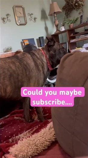 If you could help me out…I’d really appreciate it❤️🥰#dog#help#subscribe#love