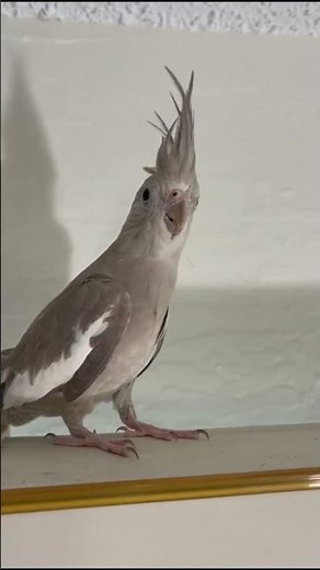 Female Cockatiel Sound | Cockatiels Are the Best | Cockatiel Companion 3 HOURS OF COCKATIELS!!!