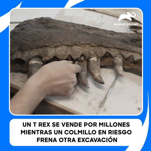 Mientras un T-Rex alcanza los 32 millones de dólares, en otro rancho la tensión es máxima. Extraer un colmillo de mamut sin dañarlo es como caminar por un campo minado donde un error arruina todo el valor. 🦖💎 #CazadoresDeDinosaurios Descubre más contenidos como este en #HBOMax Suscríbete ahora https://bit.ly/MAX-AnimalPlanetLa | Animal Planet Latinoamérica