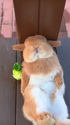 Taking a nap after a long day ❤️ #bunny #shorts