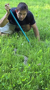 332K views · 1.6K reactions | Rattlesnake in the Grass! | Wild Charles | Facebook