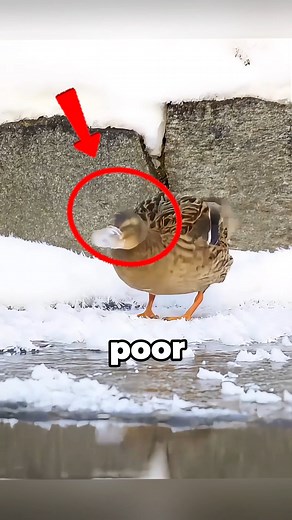 25K views · 19 reactions | Poor tried everything to get free but failed  #fypchallenge #fyp2025 #fypreelsシ゚viralシ #viralchallenge #halooween | Shielded Stories | Facebook