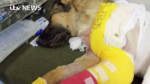 483K views · 18K reactions | Military dog Lucca lost her front left...