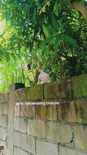 Understanding Racing Pigeons for Enthusiasts