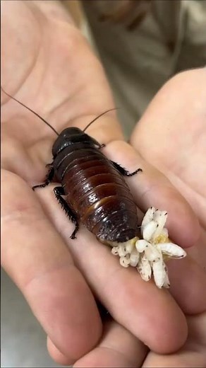 Cockroaches: Earth's Toughest Survivors Revealed!