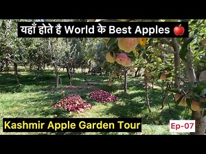 Kashmir - beautiful Apple Garden | Pahalgam | Apple orchard tour | Kashmir trip Ep 07