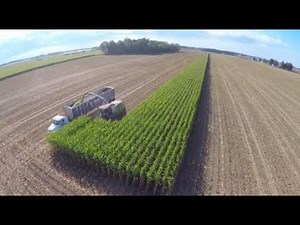 Chopping Corn Silage in Berne Indiana at Next Generations Dairy - September 2017