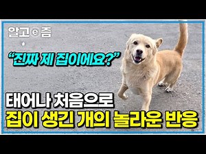 1년 넘게 휴게소와 고속도로를 오가던 개의 견생역전｜세상에 나쁜 개는 없다｜알고e즘