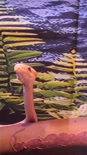 what should name my snake #justagame #funny #snake #shorts