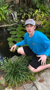 This MONSTER was eating my fish! #turtle #snappingturtle #fish #fishing #pond #monster #reptile #animal #nature #animals #wildlife #crazy #wild #bassfishingproductions #scary | EWaste UsA Fishings