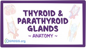 Anatomy of the thyroid and parathyroid glands: Video, Causes, & Meaning | Osmosis