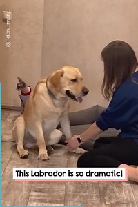 #AmazingDoggos 🐾 #PupAdventures 🚀 #DoggieSmiles 😊 #WoofLife 🐶 #PawsOfJoy 🐾 | Kewy Vlogs