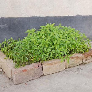 How to grow jute seeds, grow jute leaves as vegetable | Ashik Muztaba