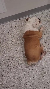 6.7K views · 578 reactions | This is one way a 9 year old Bulldog...