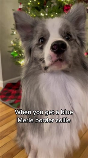 The Fluffy Appeal of a Blue Merle Border Collie