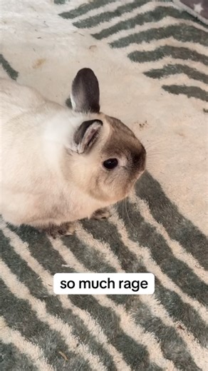 A full blown bunny tantrum #bunnytantrum #bunnies #rabbit #netherlanddwarf #bunnygrowl | The Lexi Bunch