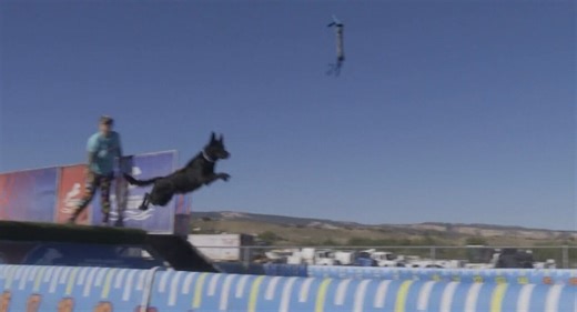 Dog Diving competition returns to the Mesa County Fairgrounds