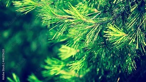 Green pain tree leaves in the wind over blurred background.