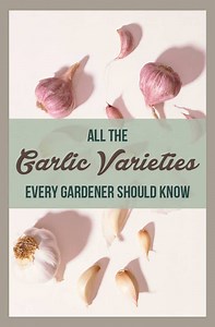 Common Types of Garlic: A Helpful Guide | Properly Rooted