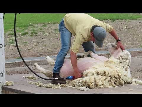 グリーン牧場 シープドッグショー 羊の毛刈り sheep dog show