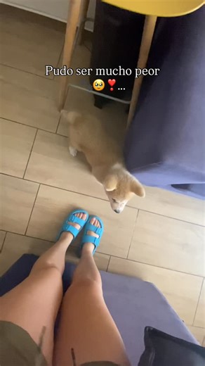 Barby Ab Lz on Instagram: "#storytime de su 1ra vez solito en casa 🐾❣️ #bienportado #puppy #baby #barby"