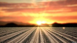 Potato Pickers Special