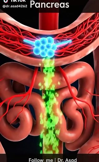 Pancreas Function and Its Role in Digestion