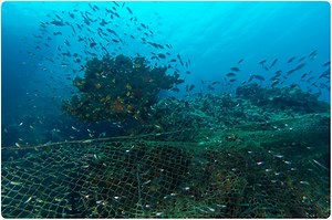 Illegal Fishing and Its Impacts on Conservation and Fisheries