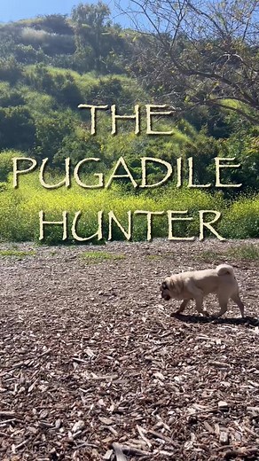The Pugadile Hunter - Dougie Takes on Crocs with the Irwins!
