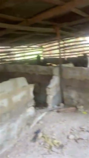 Exploring smart pig house design for healthy farming 🏡🐖