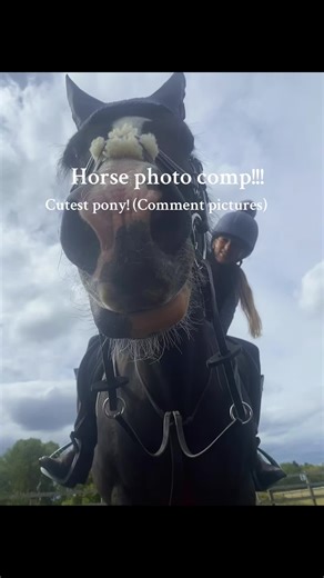 Horse Photo Competition for Equestrian Lovers