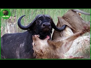 Deadliest Lion Attacks On Earth Ever Recorded | Animal Fighting