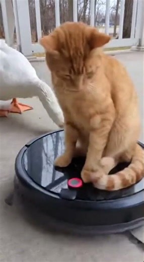 #shortvideo #jimcorbettwildlifeandnatureview #funnyanimal #cat #funnycat #animals