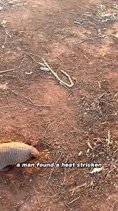 A "family-carrying" armadillo#animals #armadillo #cute #friendship #fyp | lovely.pallll