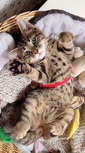 Our animal foster family on Instagram: "Little Amadeus, my sweet little bug. I love him so much. How lucky were we this little one and his sister came into our care and we got to adopt them ❤️ . . #fosterkittens #fosterkittensofinstagram #kittens #kittensofinstagram #kittenplay #kittenoftheday #cutekitten #kittenlife #kittens_of_world #cat #cats #catlover #cats_of_world #catscatscats #catsagram #catsofworld #instacat #love #happy #photography #family #home #adoptdontshop #reel #adventure #rescue