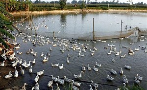 11K views · 930 reactions | Modern Method in Raising Thousands of ducks!! #Duckfarminginthephilippines | Dexter's World | Facebook