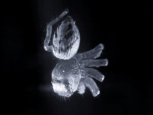 Harvard researchers find REM sleep in jumping spiders